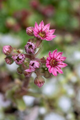 Obraz premium Sempervivum arachnoideum pink flowering cobweb house leek plants, small tiny petal flowers in bloom in the garden