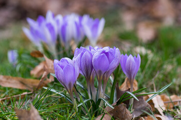 Fototapeta premium Field of flowering crocus vernus early spring plants growing in the garden, group of light violet flowers in bloom