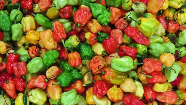 Colorful mix of Jamaican hot scotch bonnet peppers for sale on a market stall.  Slow motion, pan shot.