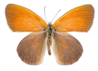 Coenonympha glycerion, the chestnut heath, is a butterfly species belonging to the family Nymphalidae. Isolated brush-footed butterfly on white background, dorsal view.