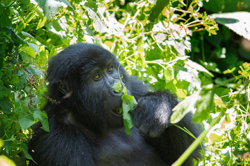 Mountain gorilla in the Bwindi Impenetrable National Park. Gorilla in the natural habitat. Wildlife in Uganda. 