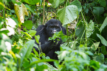 Obraz premium Mountain gorilla in the Bwindi Impenetrable National Park. Gorilla in the natural habitat. Wildlife in Uganda. 