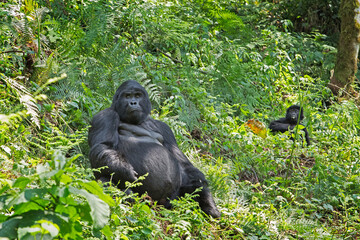 Mountain gorilla in the Bwindi Impenetrable National Park. Gorilla in the natural habitat. Wildlife in Uganda. 