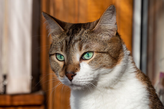 A profile portrait of a beautiful adult fat tabby cat with blue eyes and a white spot on their chest sits in the yellow blur background with bokeh