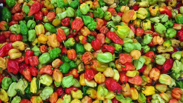Colorful mix of Jamaican hot scotch bonnet peppers for sale on a market stall.  Slow motion.