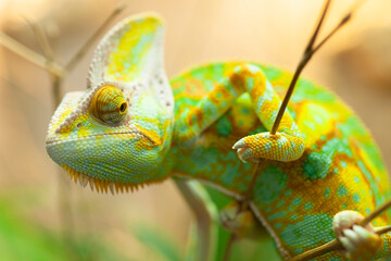 Many species of chameleon have the ability to change color