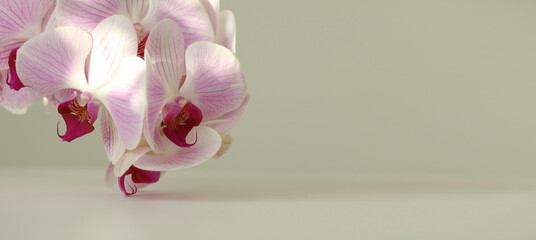 Pink phalaenopsis orchid flower on gray beige. Selective soft focus. Minimalist still life. Light and shadow nature horizontal background.