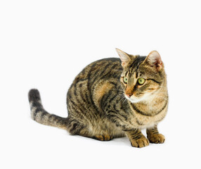 Brown tabby cat, green eyes, a portrait, sitting, isolated on white background, looking to the side