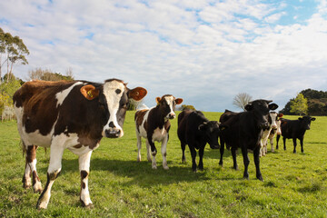 A group of curious cows in a grassy farm paddock, blue sky and clouds in the background, New Zealand