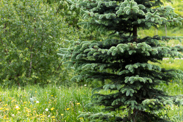 Young spruces in the park in spring