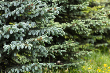 Young spruces in the park in spring