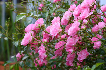 “Bonica” is a pink shrub rose with masses of mid-pink flowers. Flowers in spring and continues until autumn.