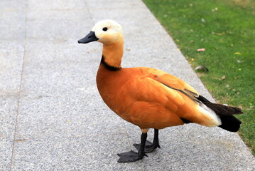 Ogar red duck, Tadorna ferruginea sits on green lawn in spring, summer. Bird Ogar on village farm, wildlife, Waterfowl, duck hunting