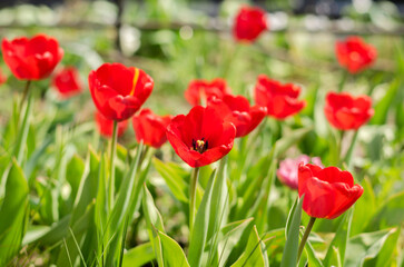 Fototapeta na wymiar Abundance of red tulips in the meadow.