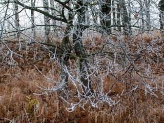 first frosts in central Russia