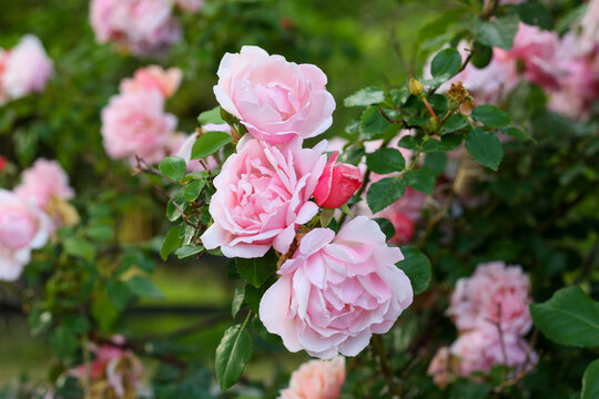 Albertine (Rambling Rose) Masses of double pink flowers. A rambling rose that blooms in clusters once a year.