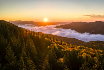 Aerial view of bright foggy morning over dark mountain forest trees at autumn sunrise. Beautiful scenery of wild woodland at dawn