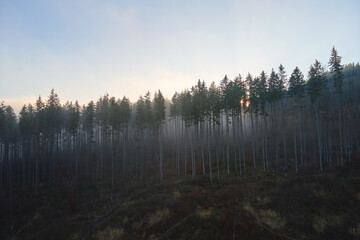 Aerial view of brightly illuminated with sunlight beams foggy dark forest with pine trees at autumn sunrise. Amazing wild woodland at misty dawn. Environment and nature protection concept