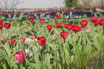 Abundance of red tulips in the meadow.
