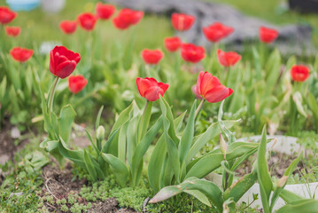 Abundance of red tulips in the meadow.