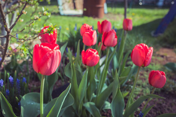 Abundance of red tulips in the meadow.