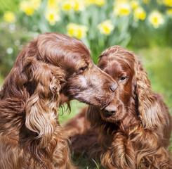Cute happy dog kissing his friend. Pet love, friendship, relationship concept. Spring flowers in the background.