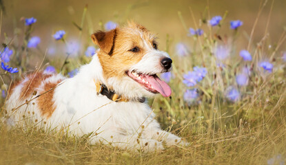 Happy cute pet dog puppy panting, smiling in the grass with flowers. Spring, summer banner.