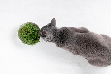 Russian blue cat lies on floor in front of bowl full of grass