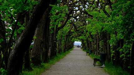 Walking through a tunnel of green trees 