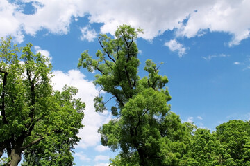 Obraz premium landscape summer field trees clouds