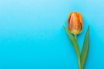 Orange tulips on the colored background, with copy space.