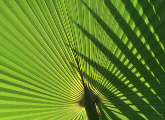 Unter Palmen - under palmtrees