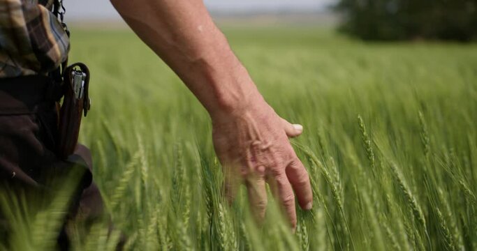 Alberta Hutterite Farmer Running his hands through his Wheat Field Crop during Summer