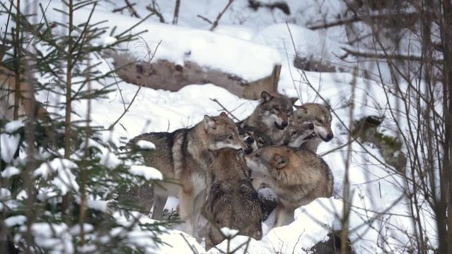 Eurasian wolf during winter. Wolf in the wood. Europe nature. 