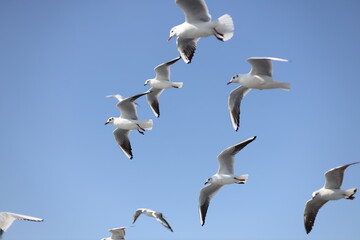 Gulls, or colloquially seagulls, are seabirds of the family Laridae in the suborder Lari.