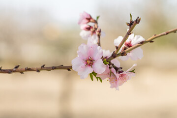 Beautiful and delicate almond blossom on tree branch with selective focus. Macro details of pink flower. Bouquet with green leaves isolated with soft background on cloudy day. Copy space.