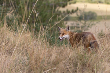 Naklejka na ściany i meble Red fox on a meadow, in Italy, Abruzzo 
