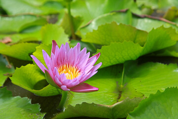 Beautiful lotus flowers on the water in the garden