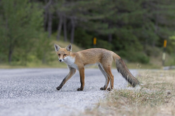Confident fox in the middle of the road in Italy, Abruzzo