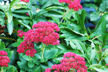 Close-up of Autumn Joy in bloom