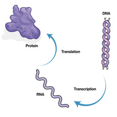 Central Dogma of Molecular Biology, Detailed Vector Illustration Explaining DNA Replication, Transcription, Translation Processes on White Background.