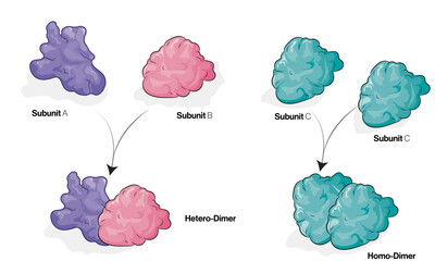 Protein Dimer Formation, Detailed Vector Illustration of Homodimer and Heterodimer Structures Using Monomers, Biochemistry and Molecular Biology Concepts on White Background.