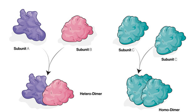 Protein Dimer Formation, Detailed Vector Illustration of Homodimer and Heterodimer Structures Using Monomers, Biochemistry and Molecular Biology Concepts on White Background.