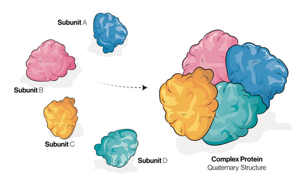 Quaternary Protein Structure Formation, Vector Illustration of Monomers Combining into Complex Protein Structures on White Background for Biochemistry Education and Research.