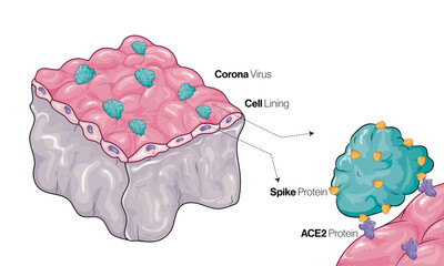 Coronavirus Spike Protein Docking to Human Cells via ACE2 Receptor, Detailed Vector Illustration on White Background for Viral Biology, Immunology, and Medical Research"