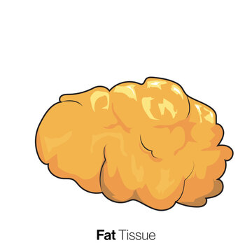 isolated white fat tissue in white background