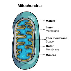 Ultrastructure of mitochondria in white background 