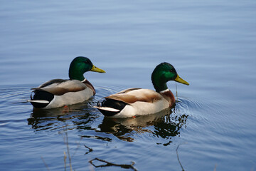 Deux canards à cols verts qui flottent sur l'eau d'un lac