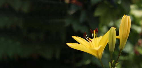 Blossom yellow flowers lilies on blurred dark background. Banner size. Selective focus.