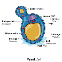 etailed Illustration of Yeast Cell Structure, Showcasing Intricate Biology and Microscopic Beauty in a Captivating Vector Art Form